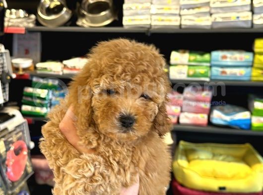 En Mi̇ni̇k Boy - Toy Poodle Bebekler - Aron Güvencesi̇ İle görsel