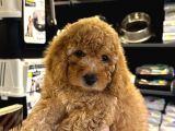 EN MİNİK BOY - TOY POODLE BEBEKLER - ARON GÜVENCESİ İLE