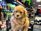 En Mi̇ni̇k Boy - Toy Poodle Bebekler - Aron Güvencesi̇ İle