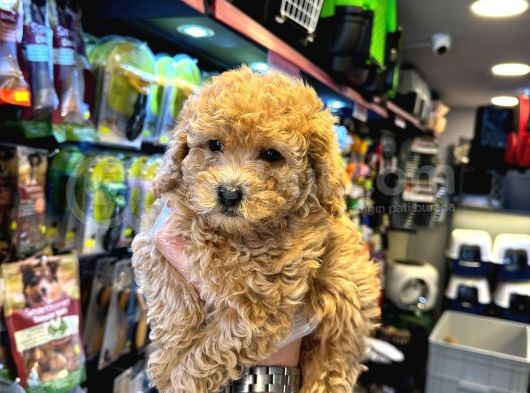 En Mi̇ni̇k Boy - Toy Poodle Bebekler - Aron Güvencesi̇ İle görsel