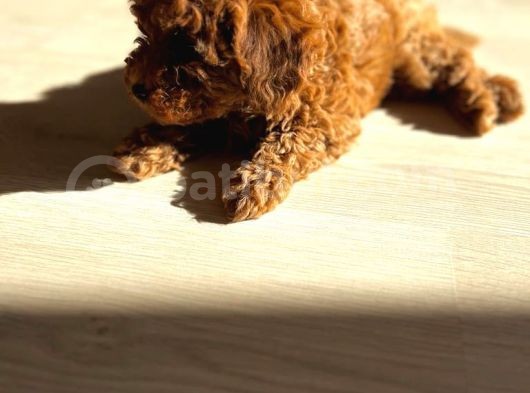Orijinal Safkan Minik Redbrown Toypoodle Yavru görsel