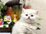 Oyuncu Sevecen Bri̇ti̇sh Longhai̇r Yavrumuz