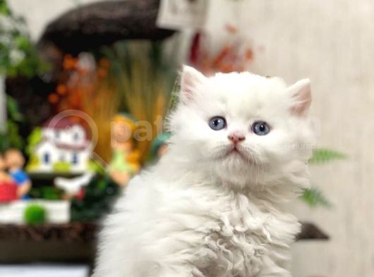 Oyuncu Sevecen Bri̇ti̇sh Longhai̇r Yavrumuz görsel
