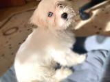 3 aylık Aşıları yapıldı Maltese Terrier