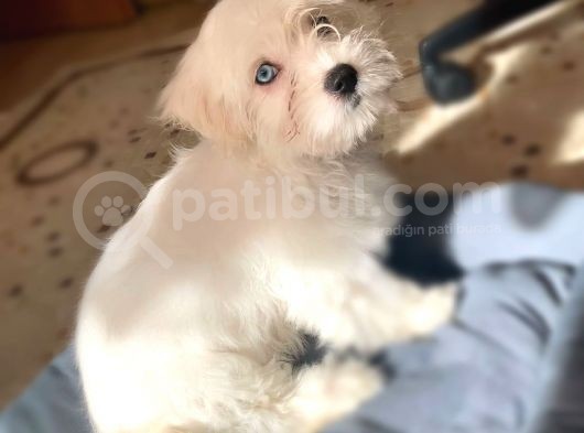 3 Aylık Aşıları Yapıldı Maltese Terrier