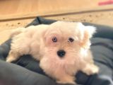 3 Aylık Aşıları Yapıldı Maltese Terrier