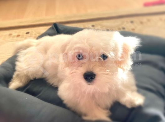 3 Aylık Aşıları Yapıldı Maltese Terrier görsel