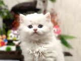 Oyuncu Sevecen Bri̇ti̇sh Longhai̇r Yavrumuz