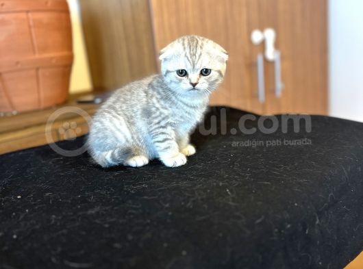 Silver Scotti̇sh Fold Bebeği̇mi̇z görsel