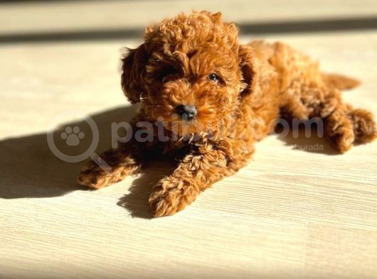 Orijinal Safkan Minik Redbrown Toypoodle Yavru görsel