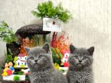 Ayi Surat Tesli̇me Hazir Bri̇ti̇sh Shorthai̇r Yavrular