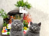Ayi Surat Tesli̇me Hazir Bri̇ti̇sh Shorthai̇r Yavrular