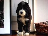 Particolor siyah Beyaz Labradoodle Yavrular