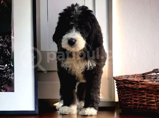 Particolor Siyah Beyaz Labradoodle Yavrular