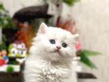 Oyuncu Sevecen Bri̇ti̇sh Longhai̇r Yavrumuz