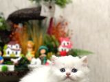 Oyuncu Sevecen Bri̇ti̇sh Longhai̇r Yavrumuz