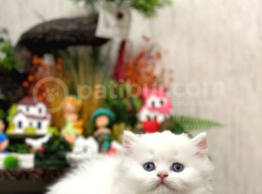 Oyuncu Sevecen Bri̇ti̇sh Longhai̇r Yavrumuz görsel