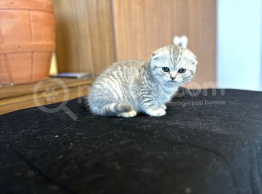 Silver Scotti̇sh Fold Bebeği̇mi̇z görsel