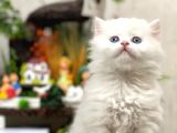 Oyuncu Sevecen Bri̇ti̇sh Longhai̇r Yavrumuz