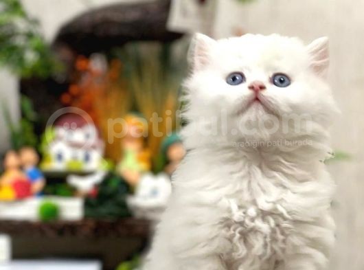 Oyuncu Sevecen Bri̇ti̇sh Longhai̇r Yavrumuz görsel