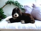 Particolor Siyah Beyaz Labradoodle Yavrular