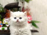 OYUNCU SEVECEN BRİTİSH LONGHAİR YAVRUMUZ
