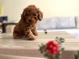 Orijinal Safkan Minik Redbrown Toypoodle Yavru
