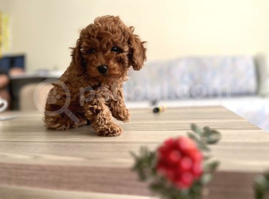 Orijinal Safkan Minik Redbrown Toypoodle Yavru görsel