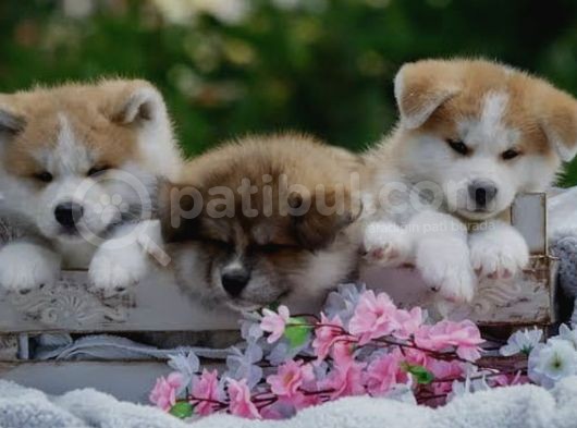 Secereli Anne Babadan Akita-Inu Yavrular görsel