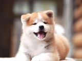 Secereli Anne babadan Akita-inu yavrular