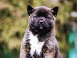 Orjinal Amerikan Akita  Yavrular