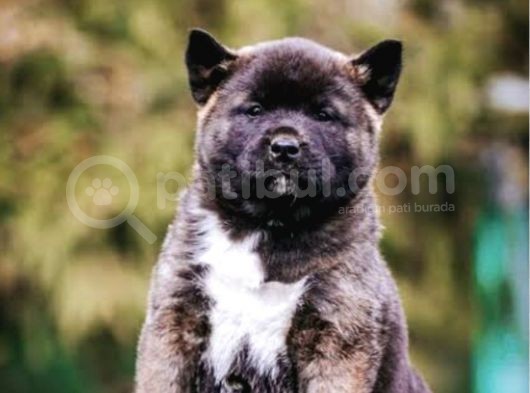 Orjinal Amerikan Akita  Yavrular görsel