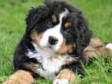 Orjinal Bernese Dağ Köpeği Yavruları