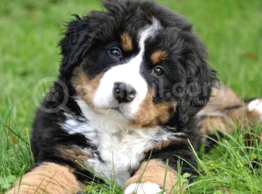 Orjinal Bernese Dağ Köpeği Yavruları görsel