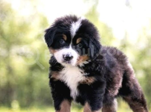 Orjinal Bernese Dağ Köpeği Yavruları görsel