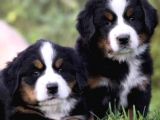 Orjinal Bernese Dağ Köpeği Yavruları