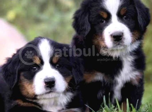 Orjinal bernese dağ köpeği yavruları