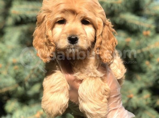 Dizayn ırk cockapoo güzelliği