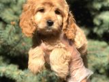 Dizayn Irk Cockapoo Güzelliği