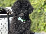 Black Toy Poodle