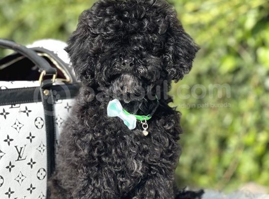 Black Toy Poodle görsel