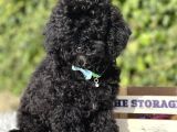 Black Toy Poodle