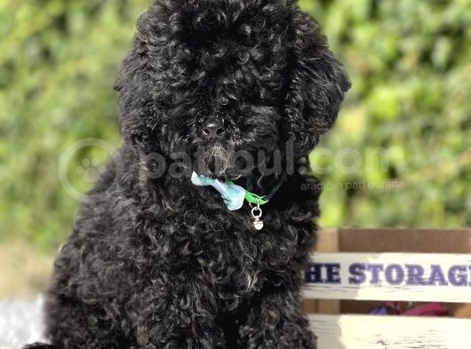 Black Toy Poodle görsel