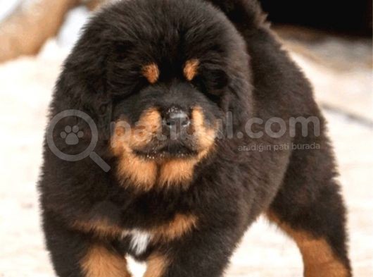 Şampiyon Anne babadan kralların Köpeği