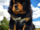Şampiyon Anne Babadan Kralların Köpeği