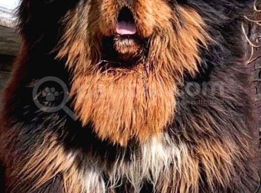 Şampiyon Anne Babadan Kralların Köpeği görsel