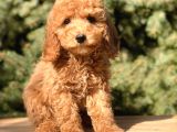 Dizayn Irk cavapoo güzelliği