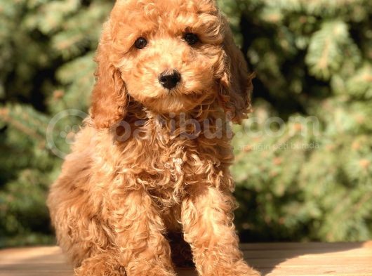 Dizayn Irk cavapoo güzelliği