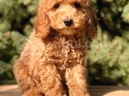 Dizayn Irk Cavapoo Güzelliği görsel