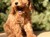 Dizayn Irk Cavapoo Güzelliği